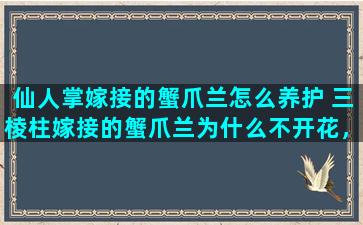 仙人掌嫁接的蟹爪兰怎么养护 三棱柱嫁接的蟹爪兰为什么不开花，有啥办法